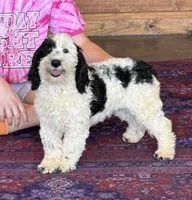 Oreo, a female Miniature Labradoodle for sale in Gaffney, SC – 8 of 8