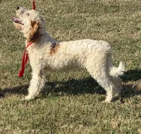 Patty, a female Miniature Labradoodle for sale in Gaffney, SC – 7 of 8
