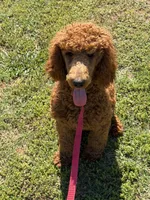 Lincoln, a male Poodle - Standard  for sale in Gaffney, SC – Photo 4 of 4