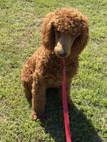 Lincoln, a male Poodle - Standard  for sale in Gaffney, SC – Photo 3 of 4