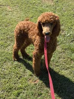 Lincoln, a male Poodle - Standard  for sale in Gaffney, SC – Photo 2 of 4