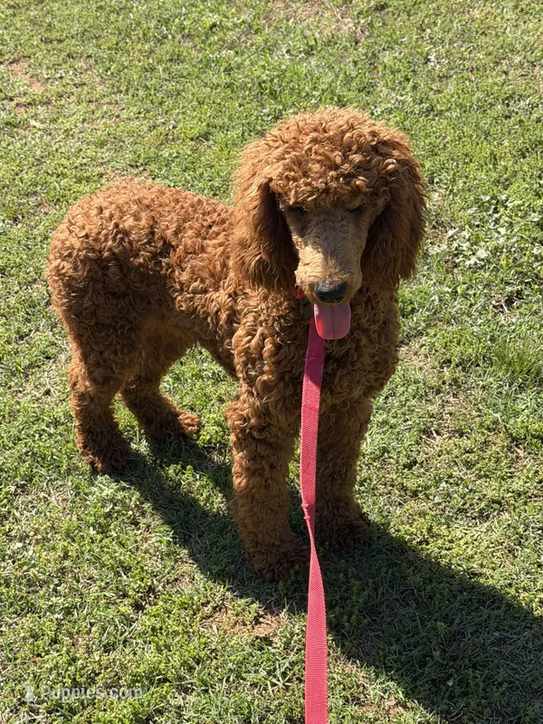 Lincoln – Poodle - Standard  puppy for sale in Gaffney, SC