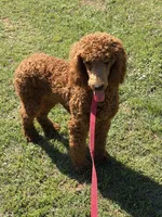 Lincoln, a male Poodle - Standard  for sale in Gaffney, SC – Photo 1 of 4