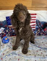 Hershall, a male Poodle - Miniature  for sale in Gaffney, SC – 5 of 6