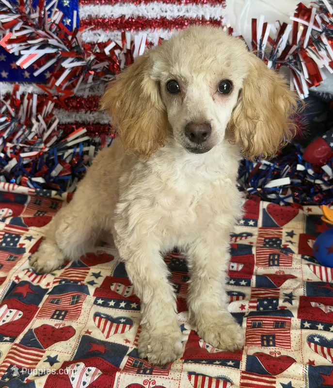 Pansy – Poodle - Toy  puppy for sale in Gaffney, SC