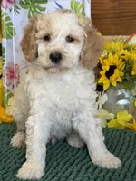 Travis, a male Miniature Goldendoodle for sale in Gaffney, SC – 2 of 3