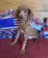 Beau, a male Poodle - Miniature  for sale in Gaffney, SC – 3 of 4