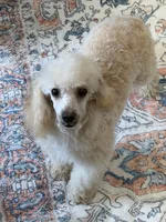 Pansy, a female Poodle - Toy  for sale in Gaffney, SC – 6 of 7