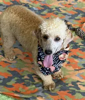 Benji, a male Poodle - Miniature  for sale in Gaffney, SC – 2 of 5