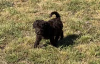 Deano, a male Miniature Goldendoodle for sale in Gaffney, SC – Photo 4 of 4
