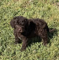 Deano, a male Miniature Goldendoodle for sale in Gaffney, SC – Photo 3 of 4