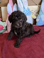 Deano, a male Miniature Goldendoodle for sale in Gaffney, SC – Photo 2 of 4