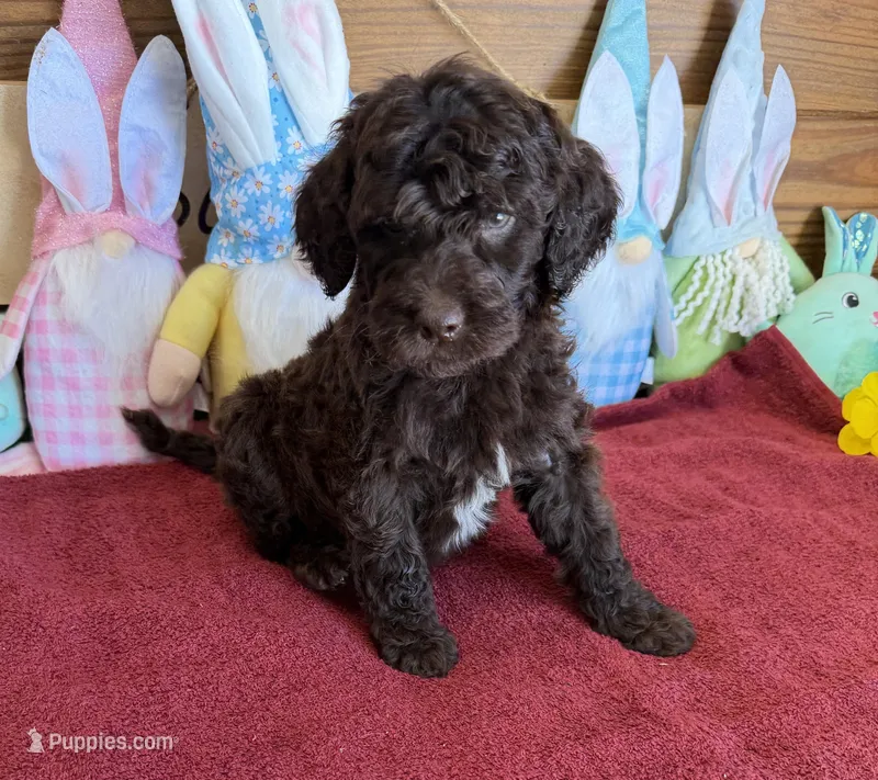 Deano – Miniature Goldendoodle puppy for sale in Gaffney, SC