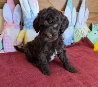 Deano, a male Miniature Goldendoodle for sale in Gaffney, SC – Photo 1 of 4