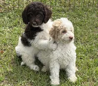 Maxx, a male Miniature Goldendoodle for sale in Gaffney, SC – 5 of 5
