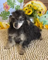 Playboy, a male Poodle - Toy  for sale in Gaffney, SC – 3 of 3