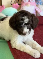 Sara, a female Miniature Goldendoodle for sale in Gaffney, SC – 5 of 7
