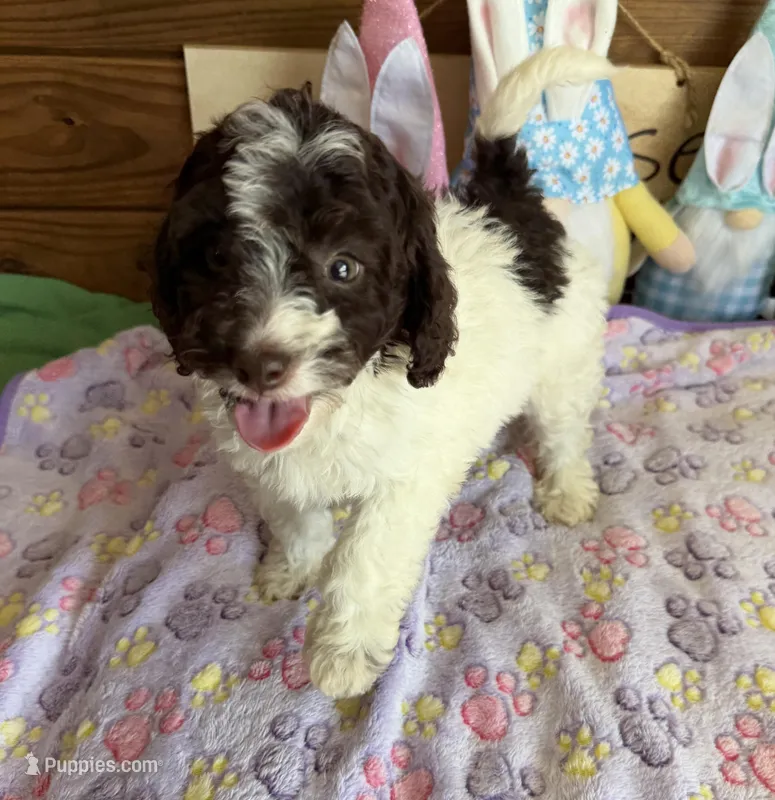 Sara – Miniature Goldendoodle puppy for sale in Gaffney, SC