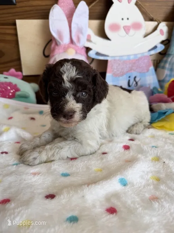 Sara – Miniature Goldendoodle puppy for sale in Gaffney, SC