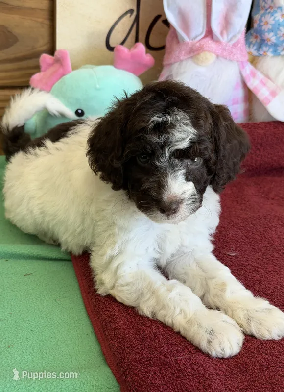Sara – Miniature Goldendoodle puppy for sale in Gaffney, SC
