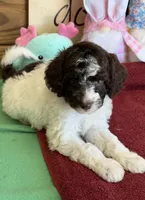 Sara, a female Miniature Goldendoodle for sale in Gaffney, SC – 4 of 7