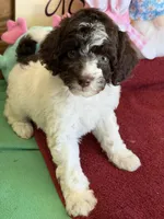 Sara, a female Miniature Goldendoodle for sale in Gaffney, SC – 6 of 7