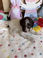 Sara, a female Miniature Goldendoodle for sale in Gaffney, SC – Photo 3 of 3