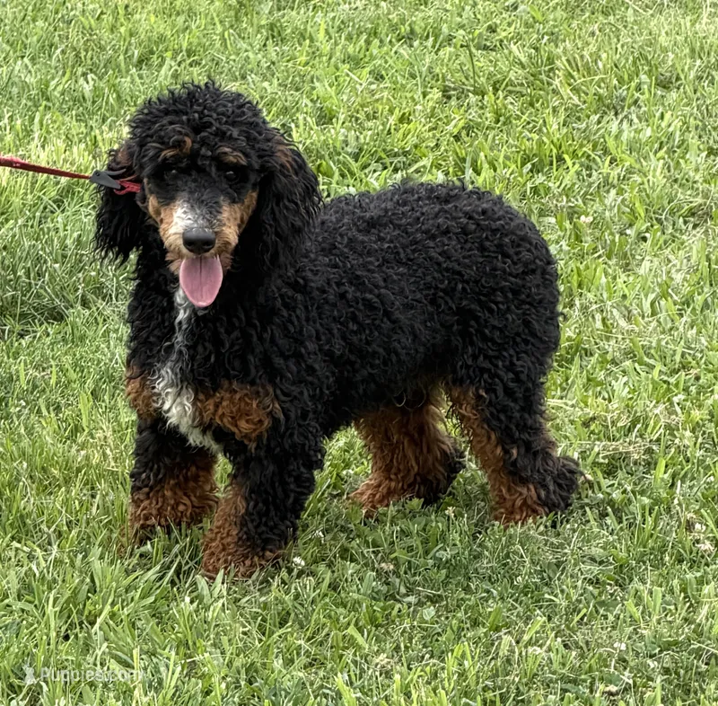 Tator – Poodle - Miniature  puppy for sale in Gaffney, SC