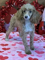 Spice, a female Poodle - Toy  for sale in Gaffney, SC – Photo 4 of 4