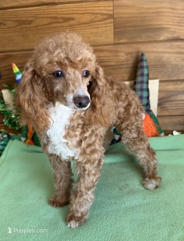 Spice – Poodle - Toy  puppy for sale in Gaffney, SC