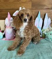 Spice, a female Poodle - Toy  for sale in Gaffney, SC – Photo 2 of 3