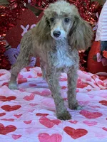 Spice, a female Poodle - Toy  for sale in Gaffney, SC – Photo 3 of 4
