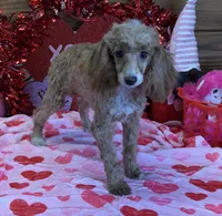 Spice, a female Poodle - Toy  for sale in Gaffney, SC – Photo 1 of 4