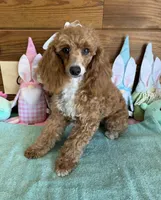Spice, a female Poodle - Toy  for sale in Gaffney, SC – Photo 3 of 3