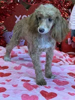 Spice, a female Poodle - Toy  for sale in Gaffney, SC – Photo 2 of 4