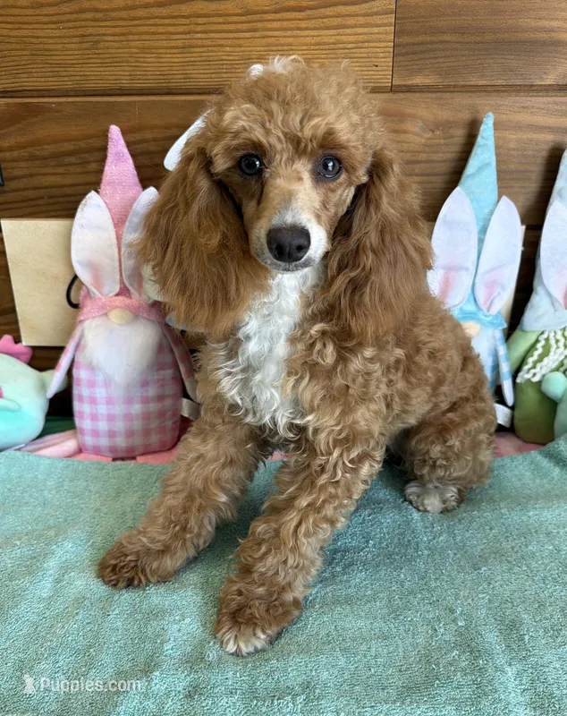Spice – Poodle - Toy  puppy for sale in Gaffney, SC