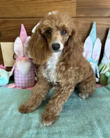 Spice, a female Poodle - Toy  for sale in Gaffney, SC – Photo 1 of 3