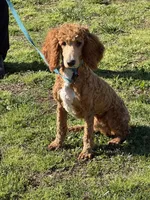 Astro, a male Poodle - Standard  for sale in Gaffney, SC – Photo 3 of 4