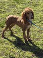 Astro, a male Poodle - Standard  for sale in Gaffney, SC – Photo 1 of 4