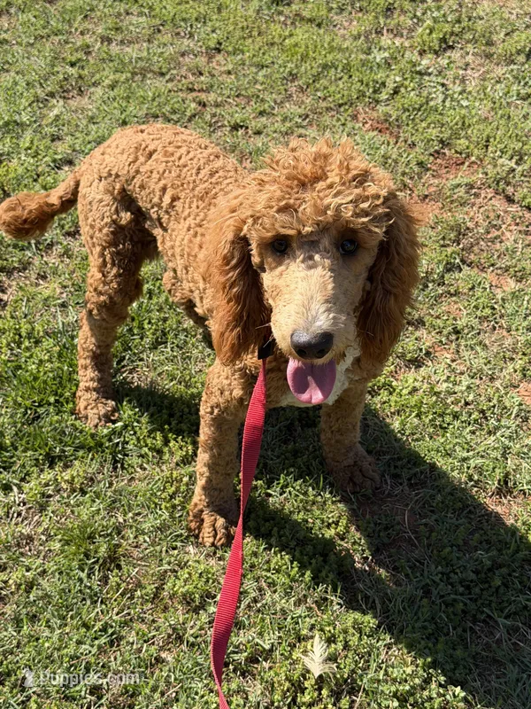 Astro – Poodle - Standard  puppy for sale in Gaffney, SC