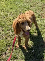 Astro, a male Poodle - Standard  for sale in Gaffney, SC – Photo 7 of 8