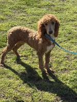 Astro, a male Poodle - Standard  for sale in Gaffney, SC – Photo 2 of 4