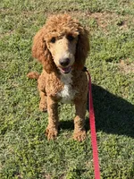 Astro, a male Poodle - Standard  for sale in Gaffney, SC – Photo 3 of 8