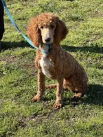 Astro, a male Poodle - Standard  for sale in Gaffney, SC – Photo 4 of 4