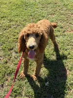 Astro, a male Poodle - Standard  for sale in Gaffney, SC – Photo 8 of 8