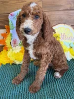 Casanova, a male Miniature Labradoodle for sale in Gaffney, SC – 4 of 6