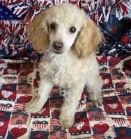Pansy, a female Poodle - Toy  for sale in Gaffney, SC – 2 of 4
