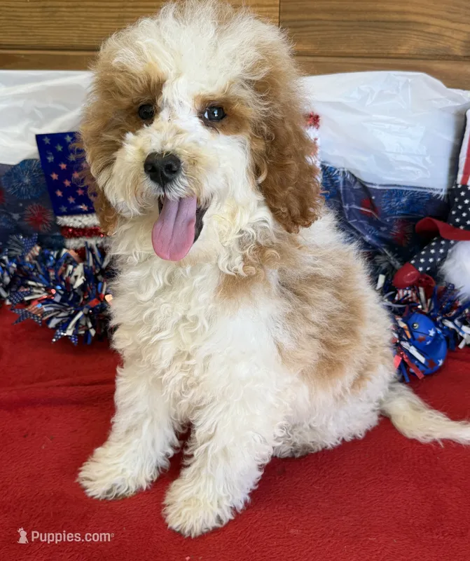 Rita – Miniature Goldendoodle puppy for sale in Gaffney, SC