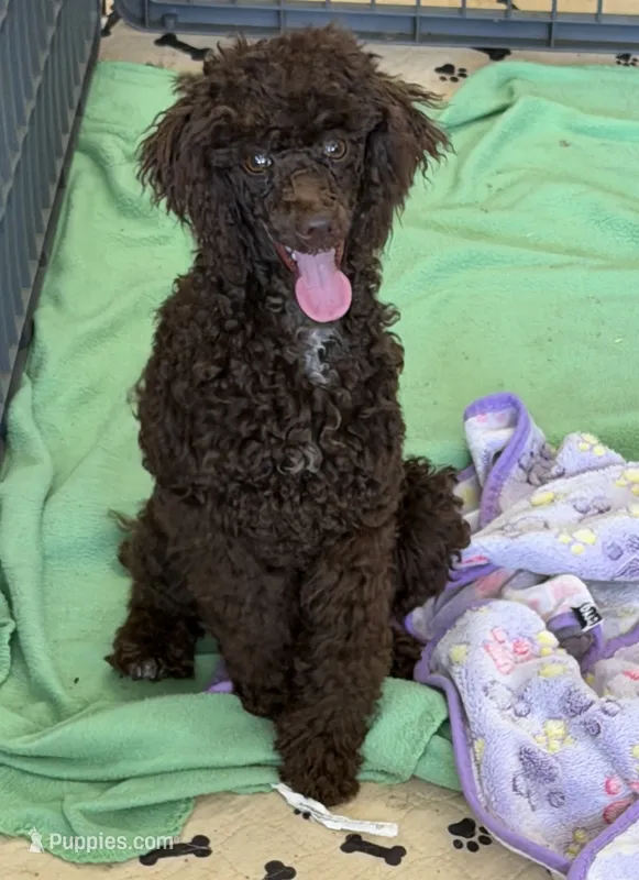 Hershall – Poodle - Miniature  puppy for sale in Gaffney, SC