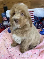 Grant, a male Miniature Goldendoodle for sale in Gaffney, SC – 1 of 7